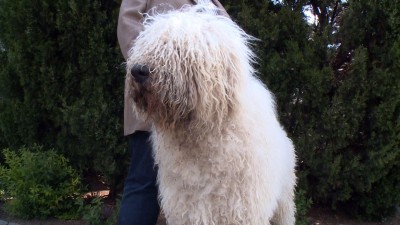 Magyar Kisállatfajták Napja és Komondor Fesztivál
